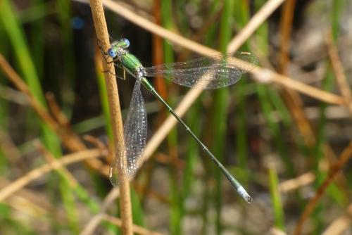 Réf. 187 711 : Lestes virens